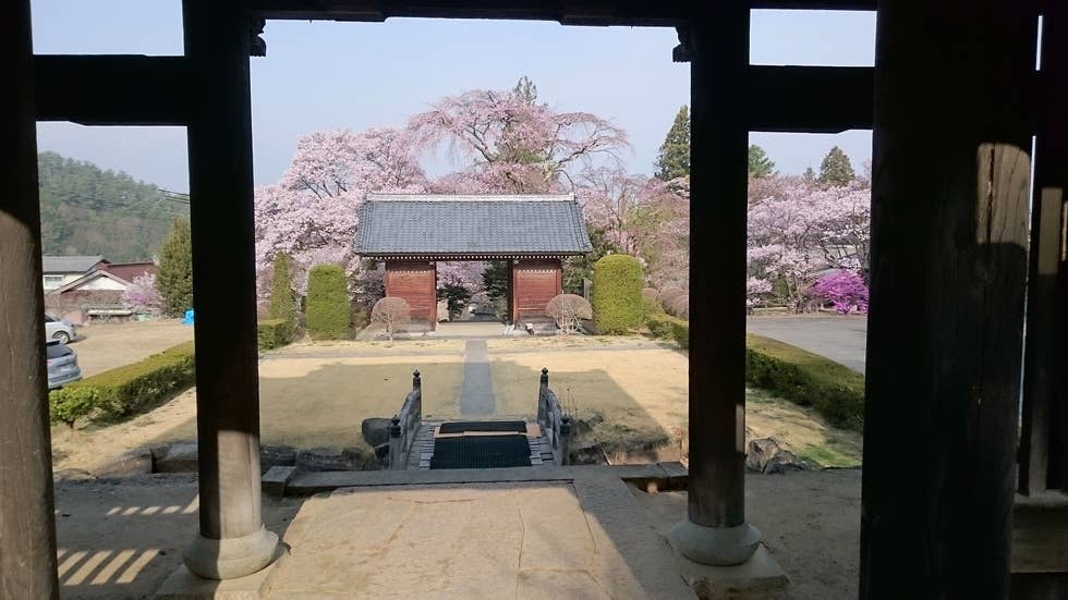 蔵澤寺のしだれ桜