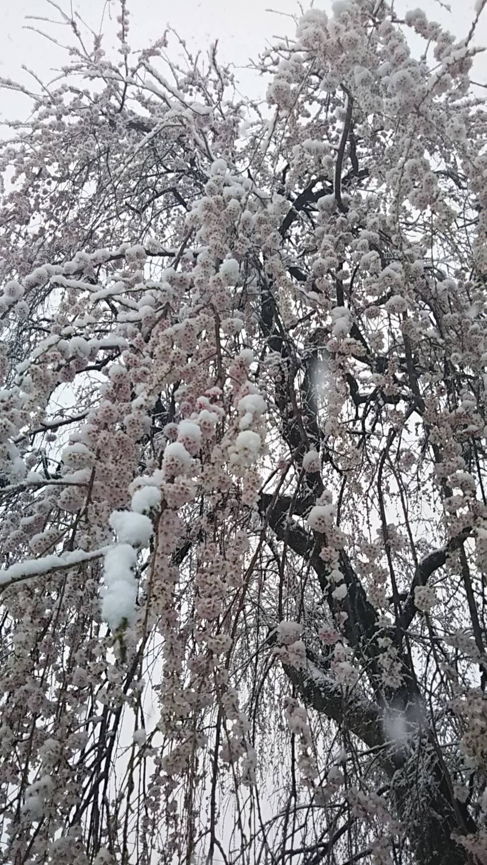 雪のシダレザクラ