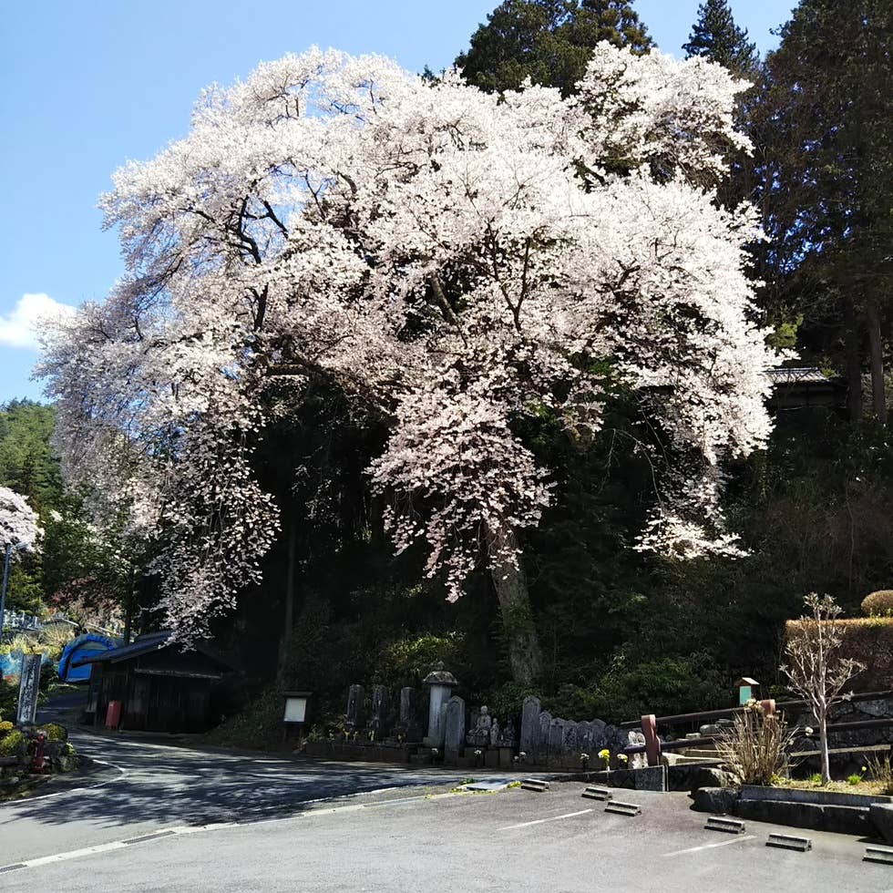 満開のコヒガンザクラ