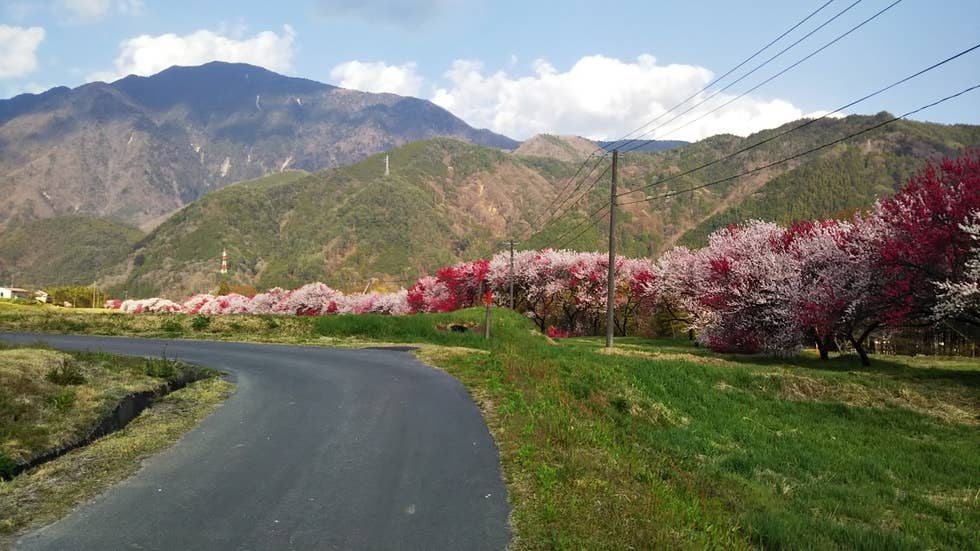 和村地区のハナモモ並木