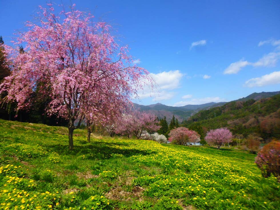 桜との共演が見える年もあります。