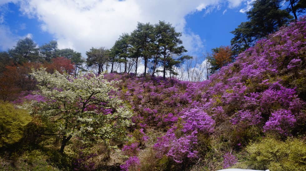 ミツバツツジと桜