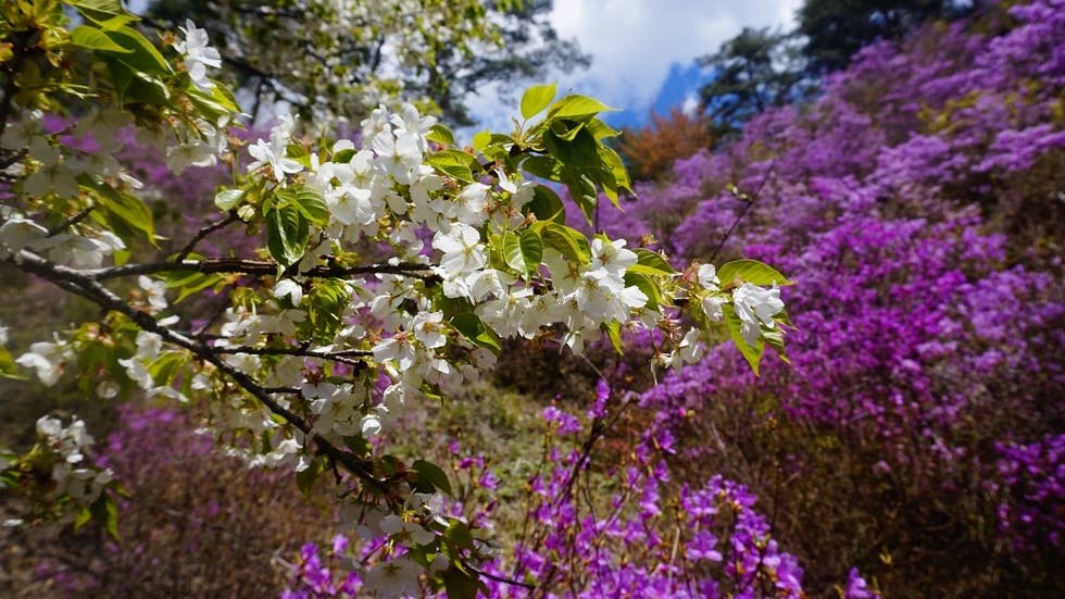 桜とミツバツツジ