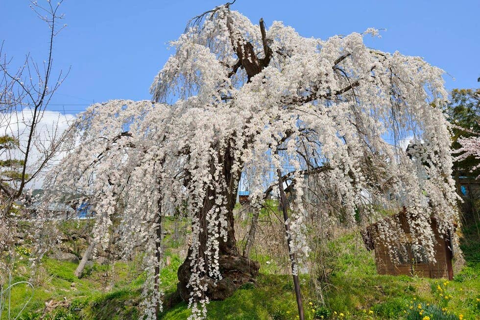 大日庵の源平しだれ桜