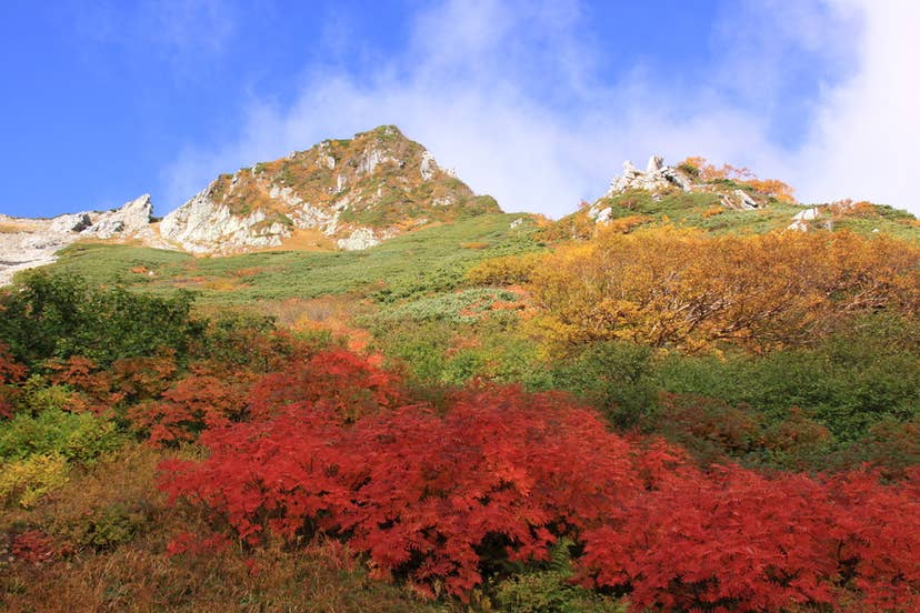 ナナカマド紅葉