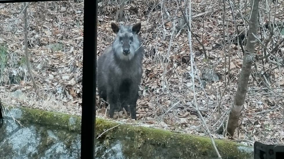 路線バスの窓からカモシカ