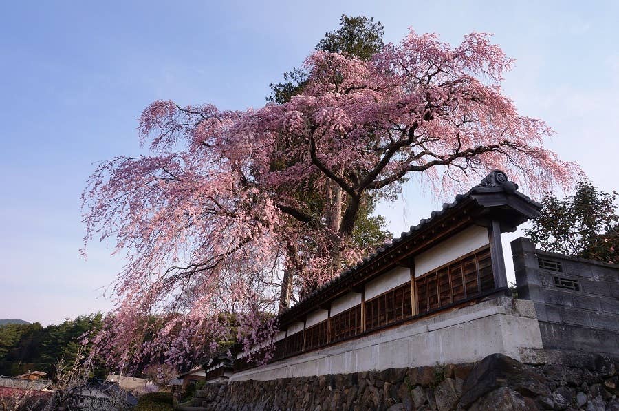 栖林寺しだれ桜