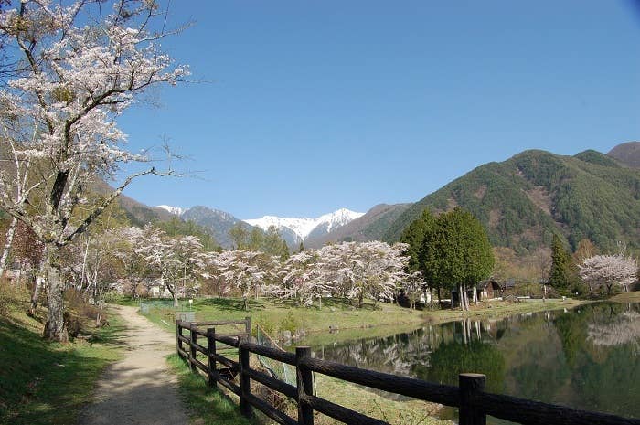 駒ヶ池の桜と中央アルプス