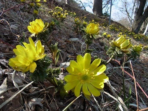 大沼湖のほとりに咲く　福寿草　（見頃：２～３月）