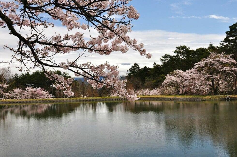 さくらの見頃　４月上旬