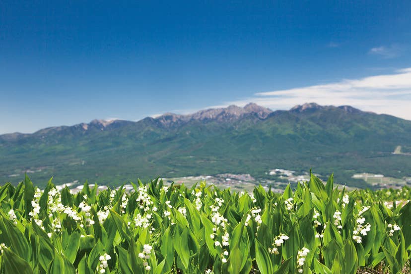 入笠すずらん山野草公園のドイツすずらん