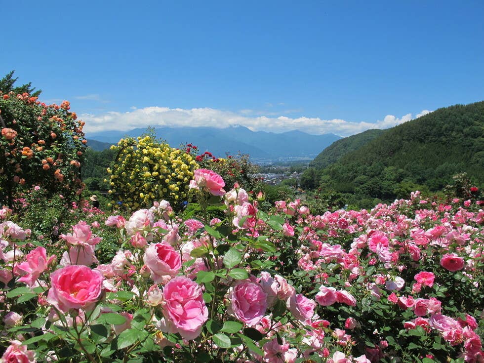 中央アルプスを背景に咲き誇るバラ