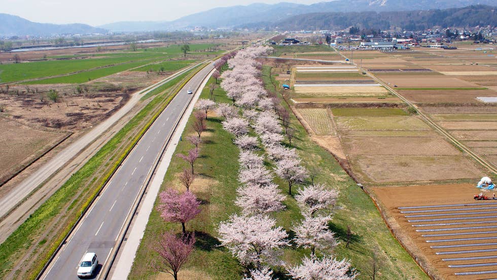 国道117号線沿いに並ぶ桜並木