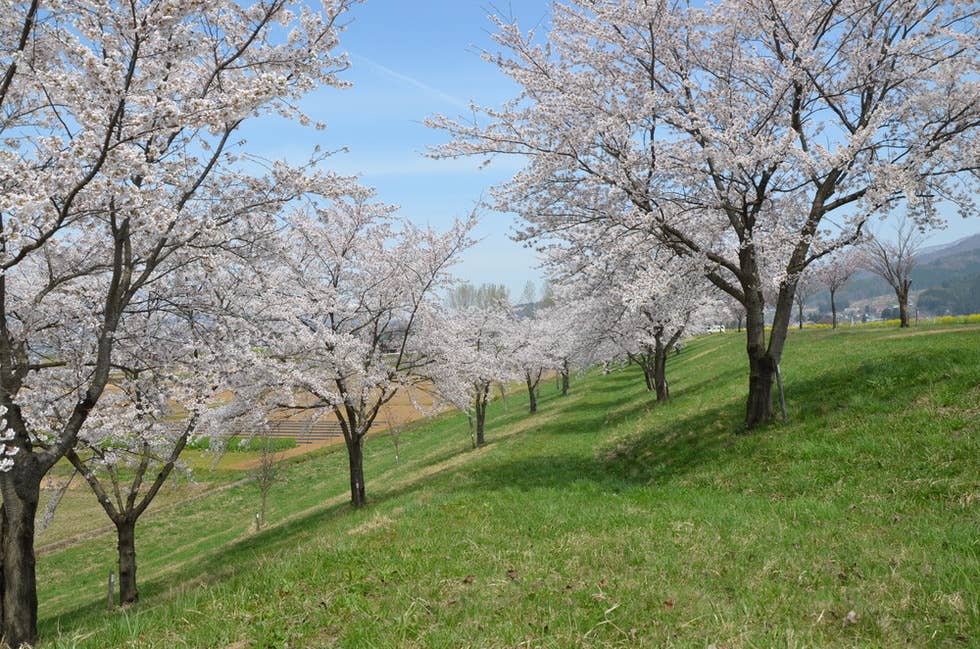 道の駅 花の駅・千曲川付近の桜並木