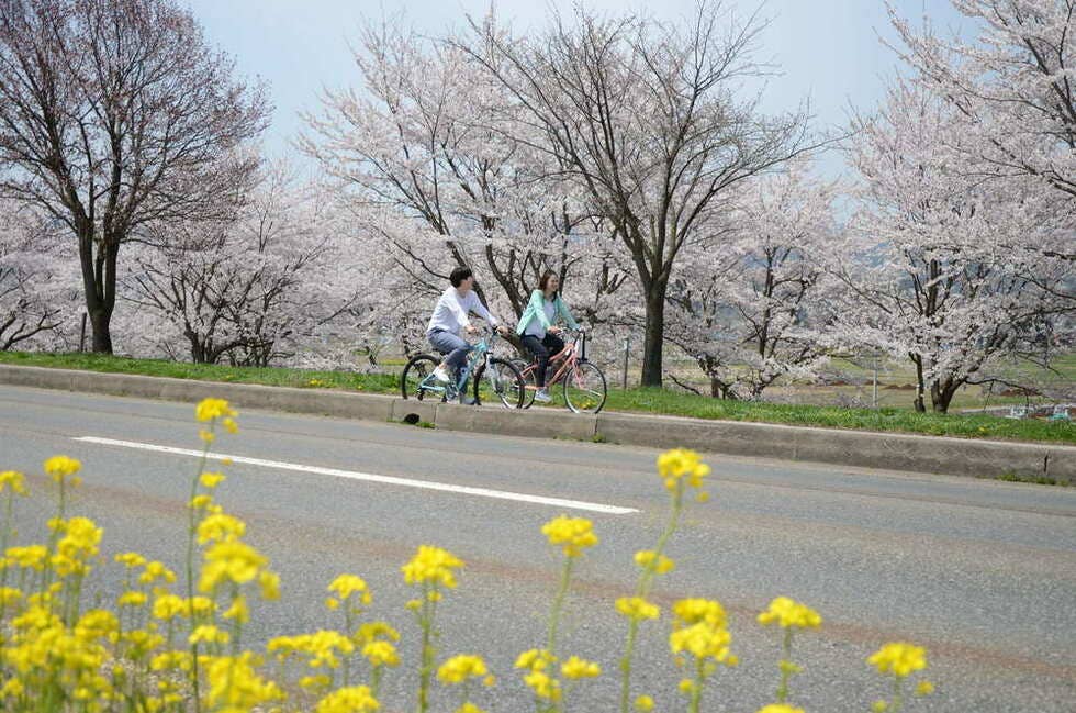 見頃が重なれば、桜と菜の花も共演も