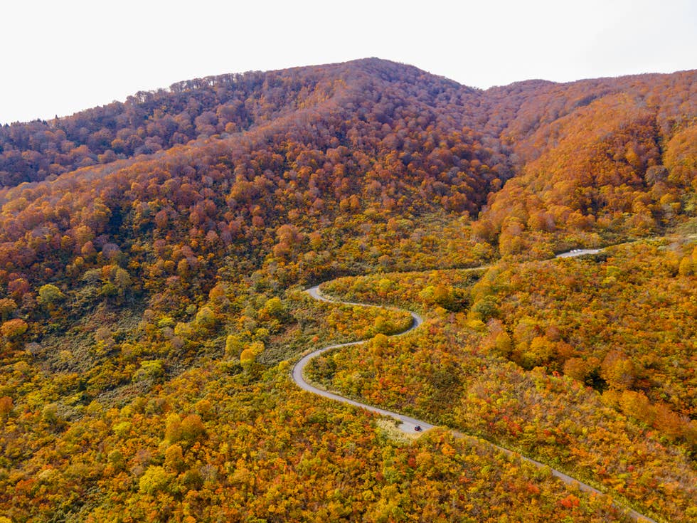 秋の鍋倉山と県道95号線