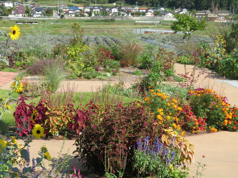 ハーブガーデンの花たちです。