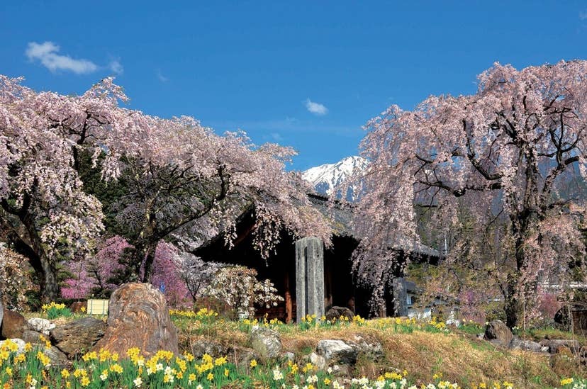 光前寺しだれ桜