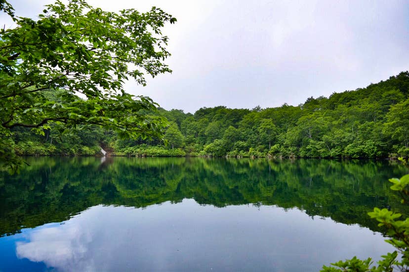 夏の茶屋池