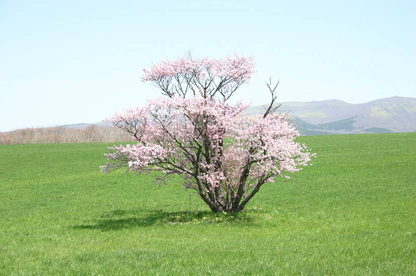 崎守町の一本桜