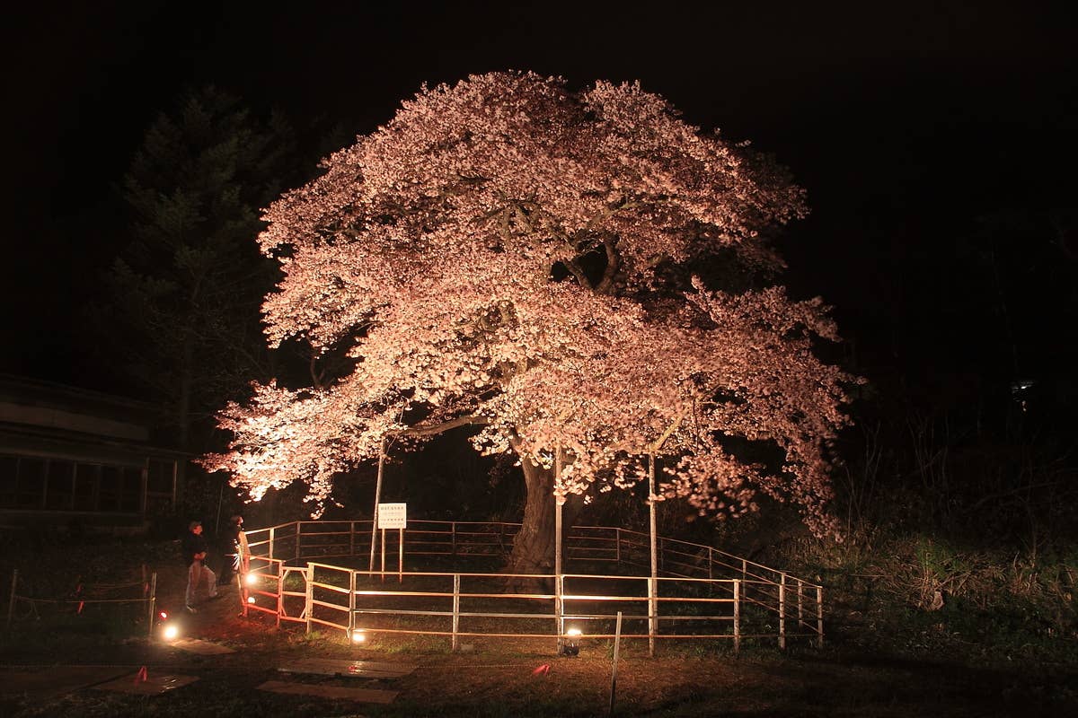 幌萌町の大桜