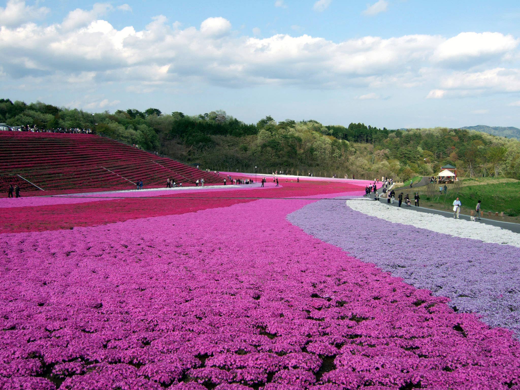 芝ざくら満開