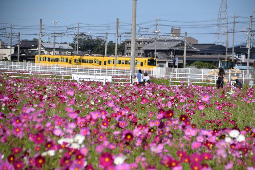 三岐鉄道の車両をバックに眺めるコスモス畑は一見の価値あり