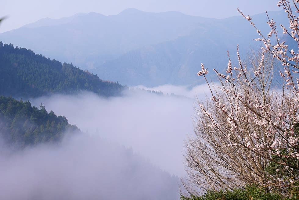 雲海