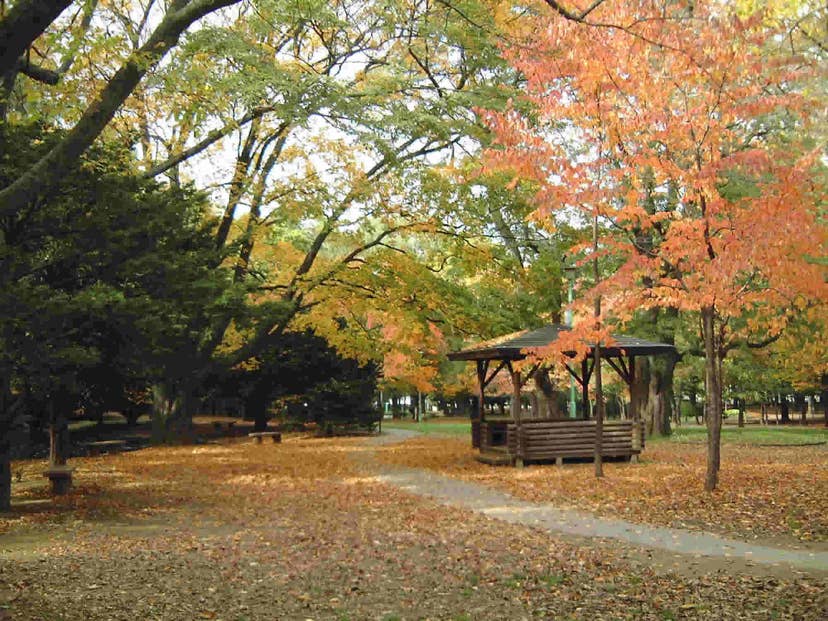 円山公園の紅葉