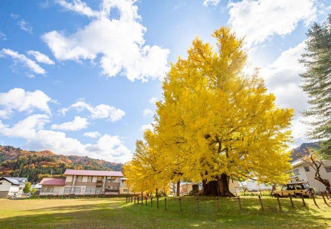 古町の大いちょうの紅葉