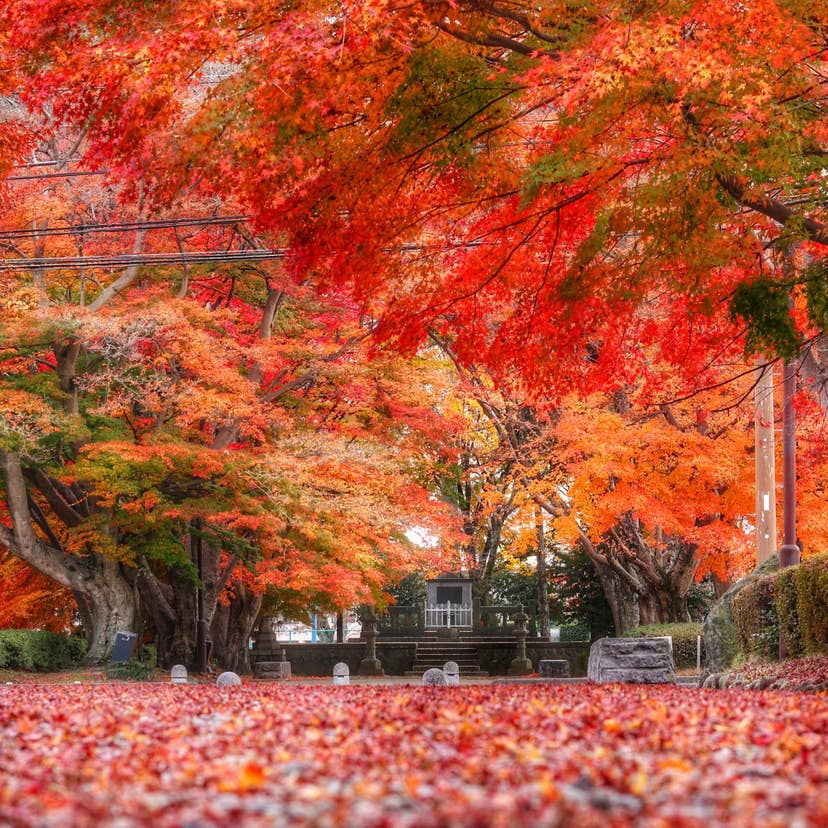 大山参道の紅葉