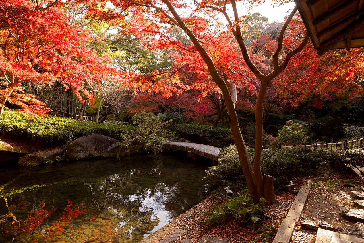 浜松城公園の紅葉