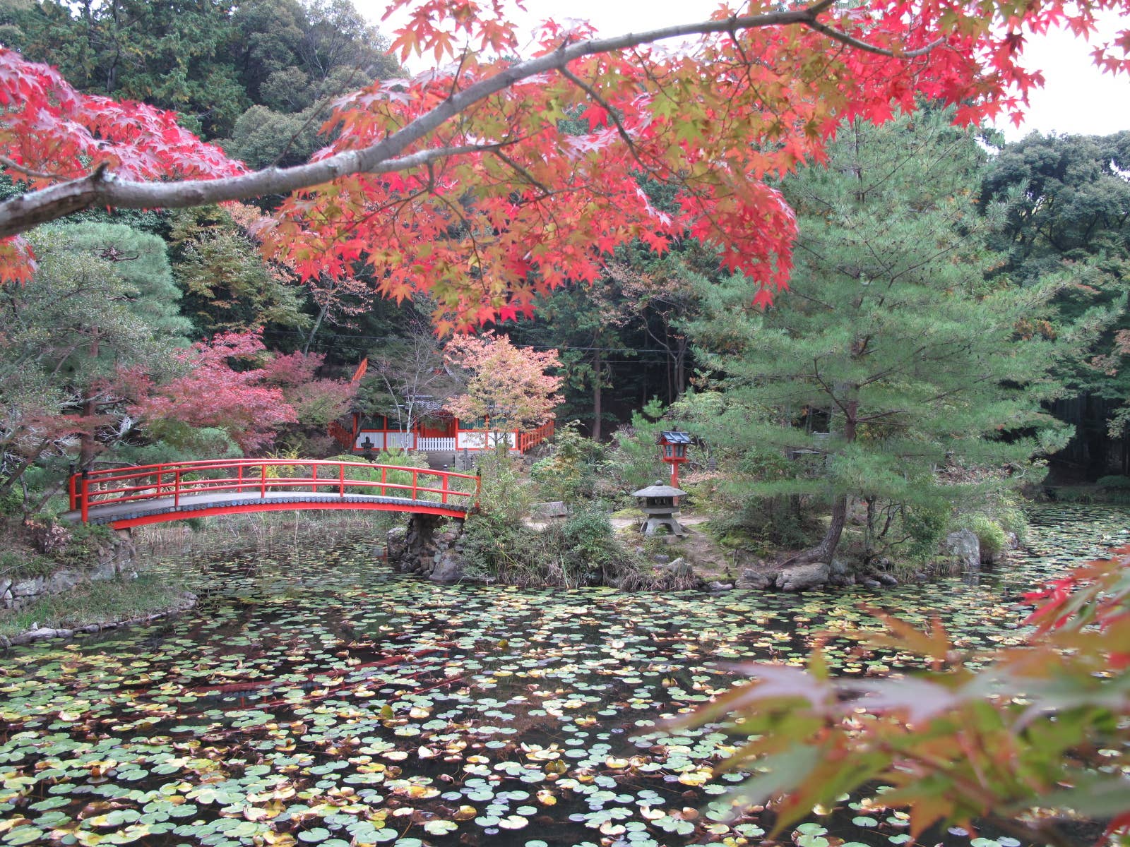 大原野神社の紅葉