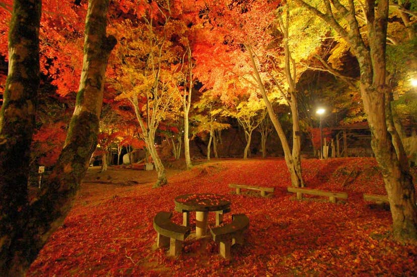 府立笠置山自然公園の紅葉