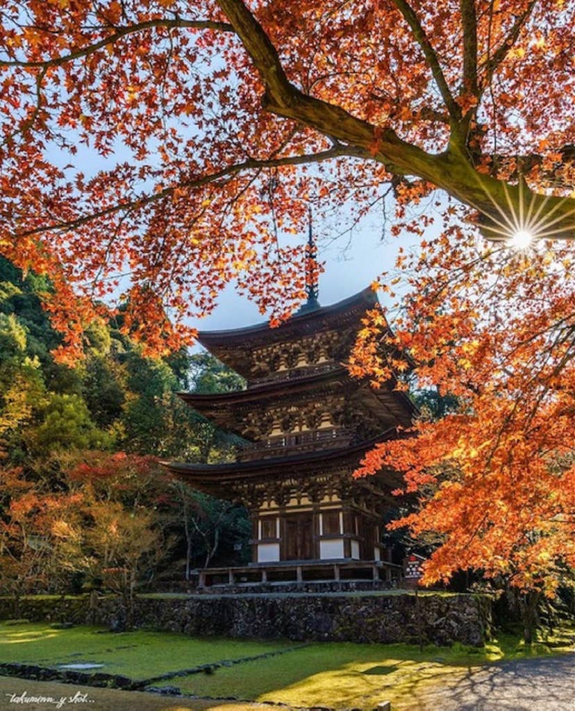 湖東三山　西明寺の紅葉