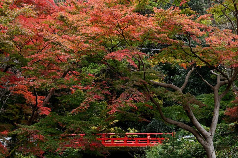 根來寺の紅葉