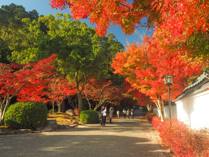 紅葉谷公園の紅葉