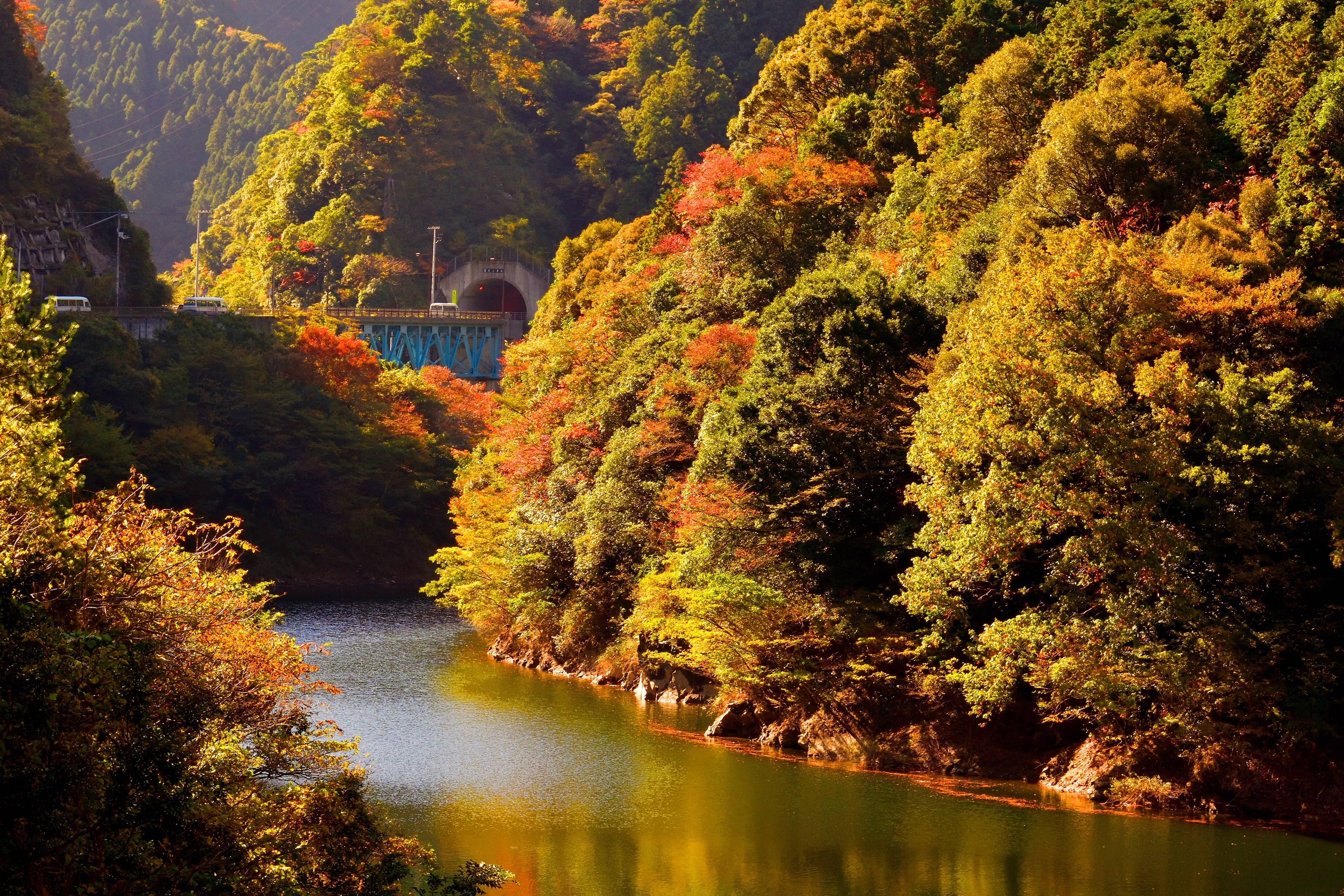 別子ラインの紅葉