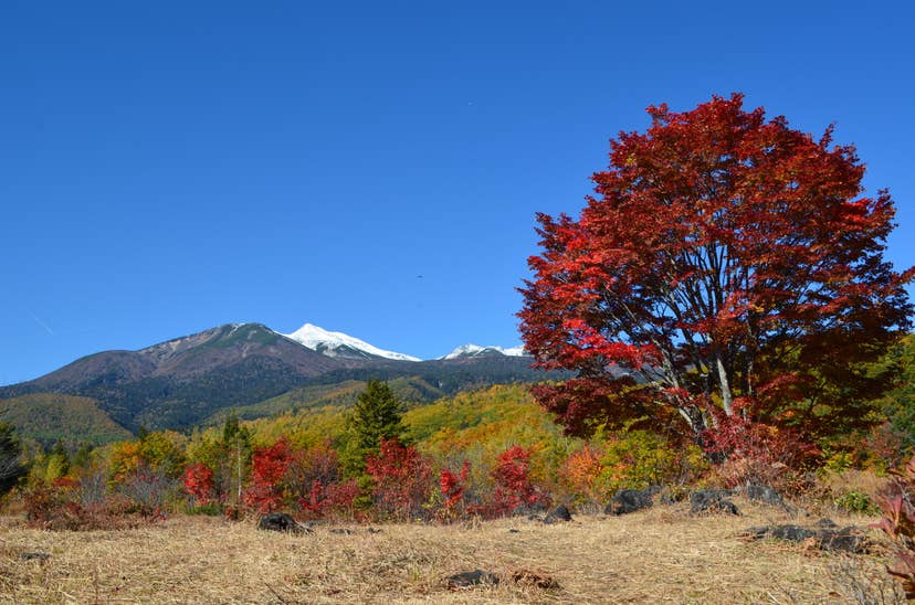 乗鞍高原の紅葉