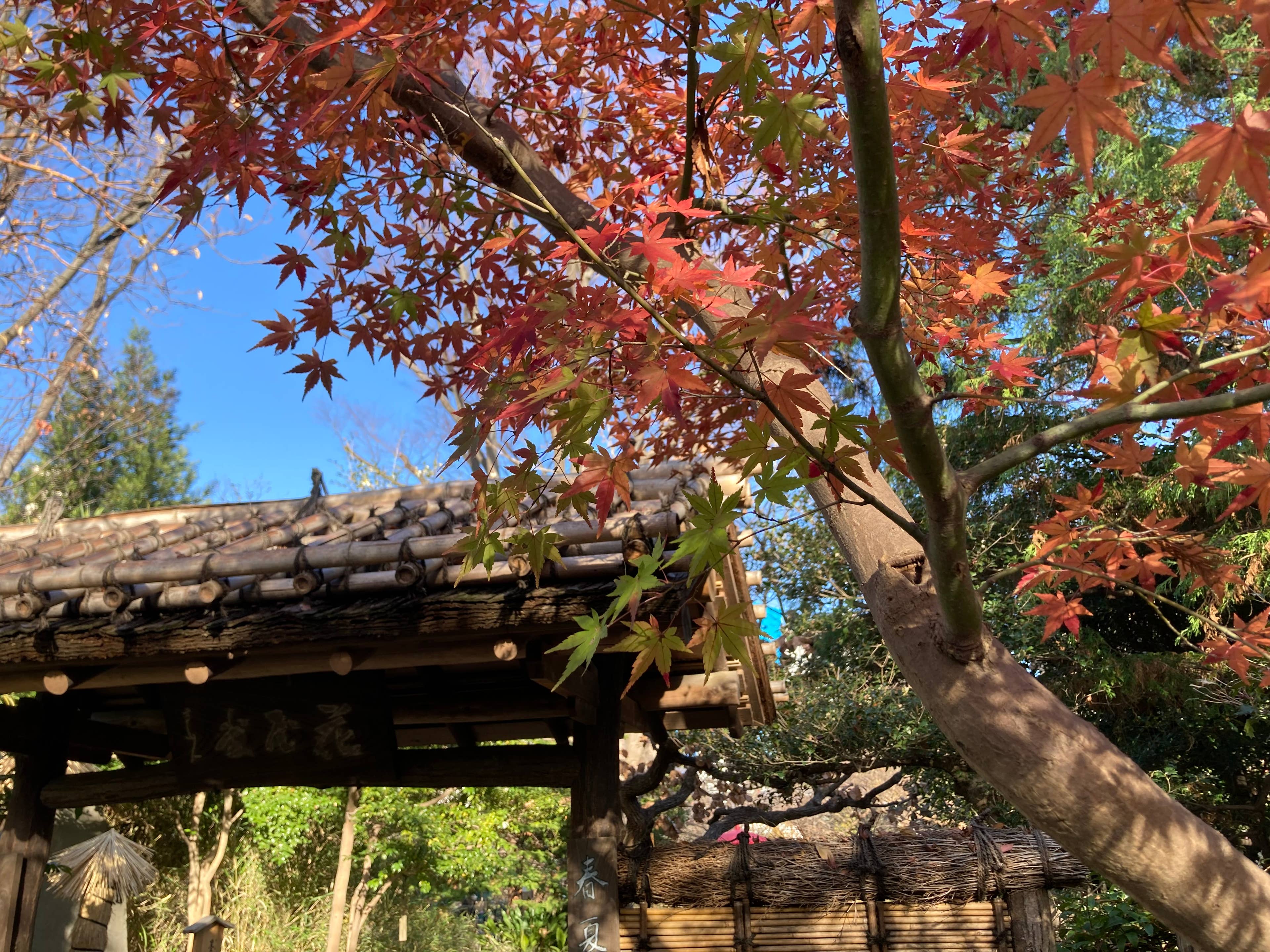 向島百花園の紅葉