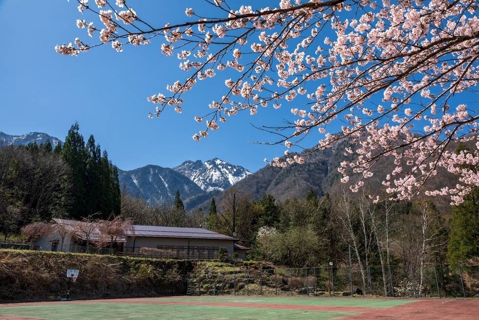 中尾高原桜