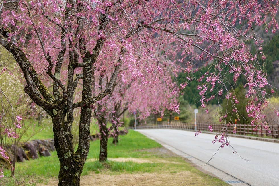 栃尾温泉桜