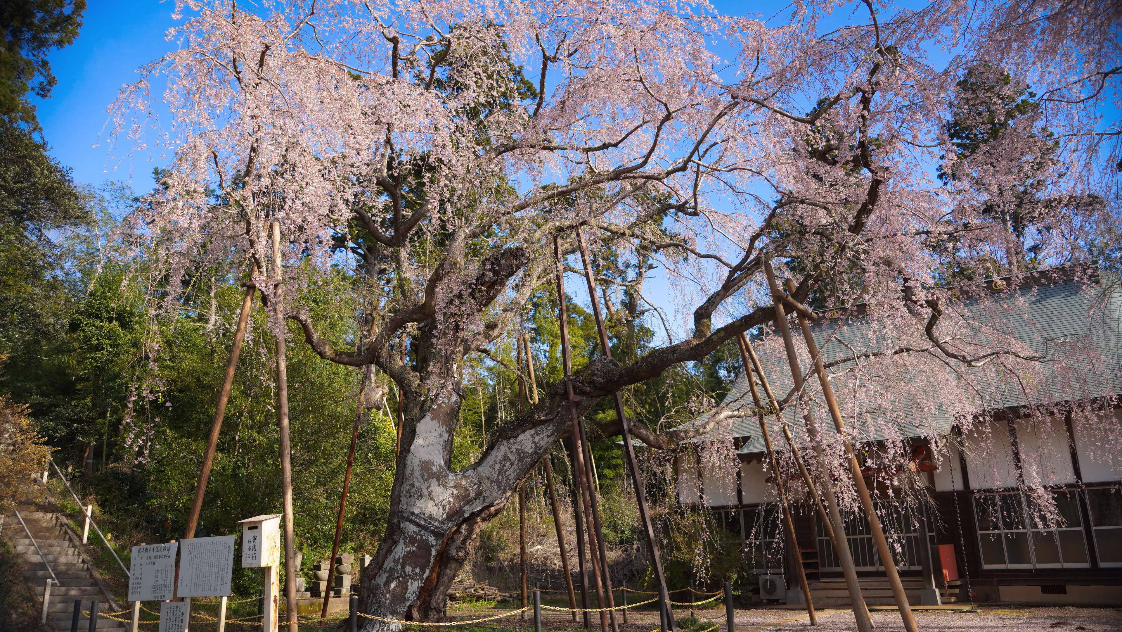 下から眺めたしだれ桜