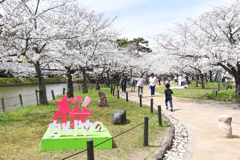 桜まつり（亀城公園）