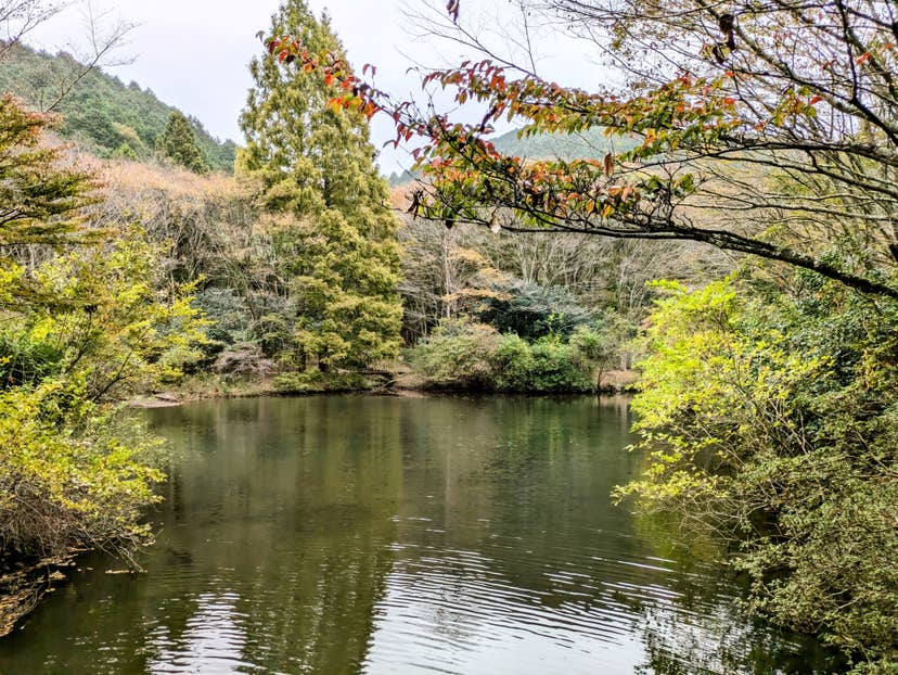 原生の森