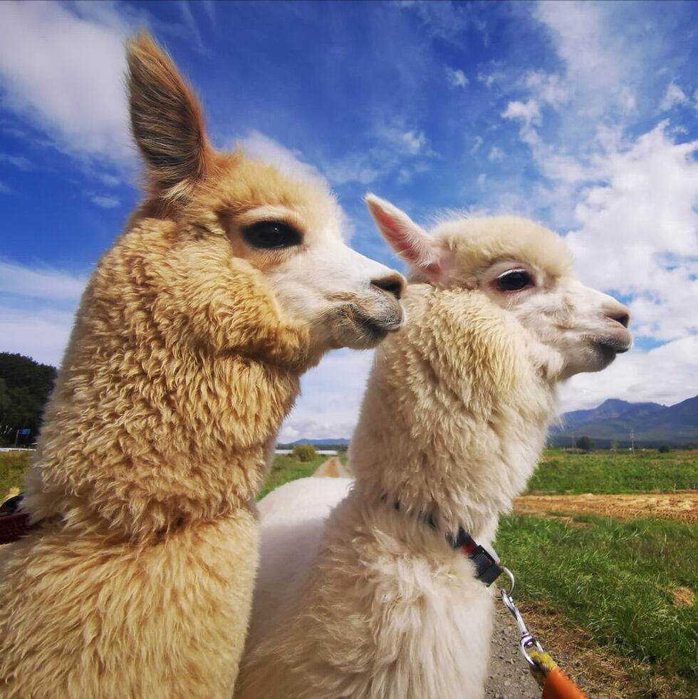 アルパカ屋★プロフ必読★ 126680-4-