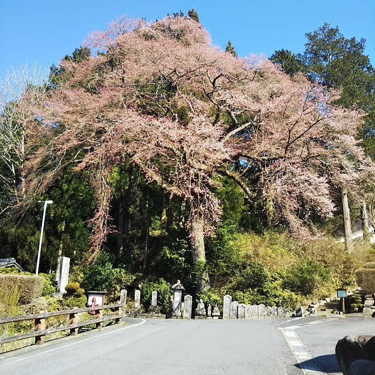 コヒガンザクラ