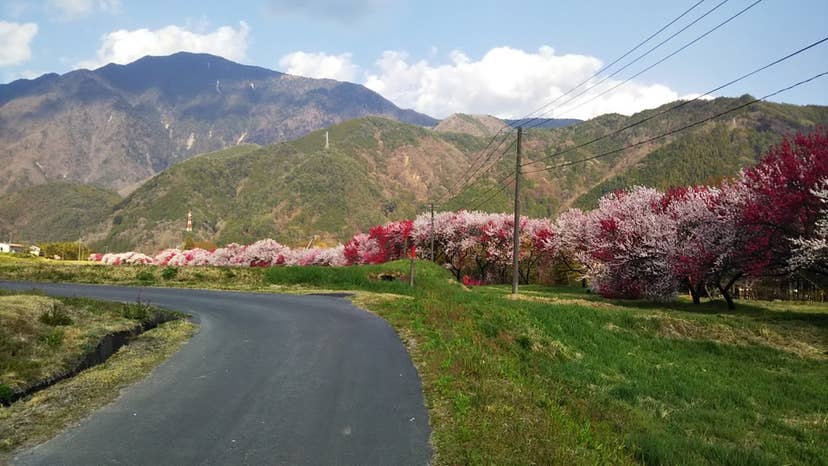 和村地区のハナモモ並木