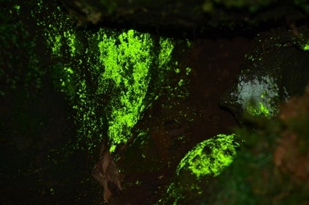 日陰湿原のヒカリゴケ / 長野県 -【JAPAN 47 GO】