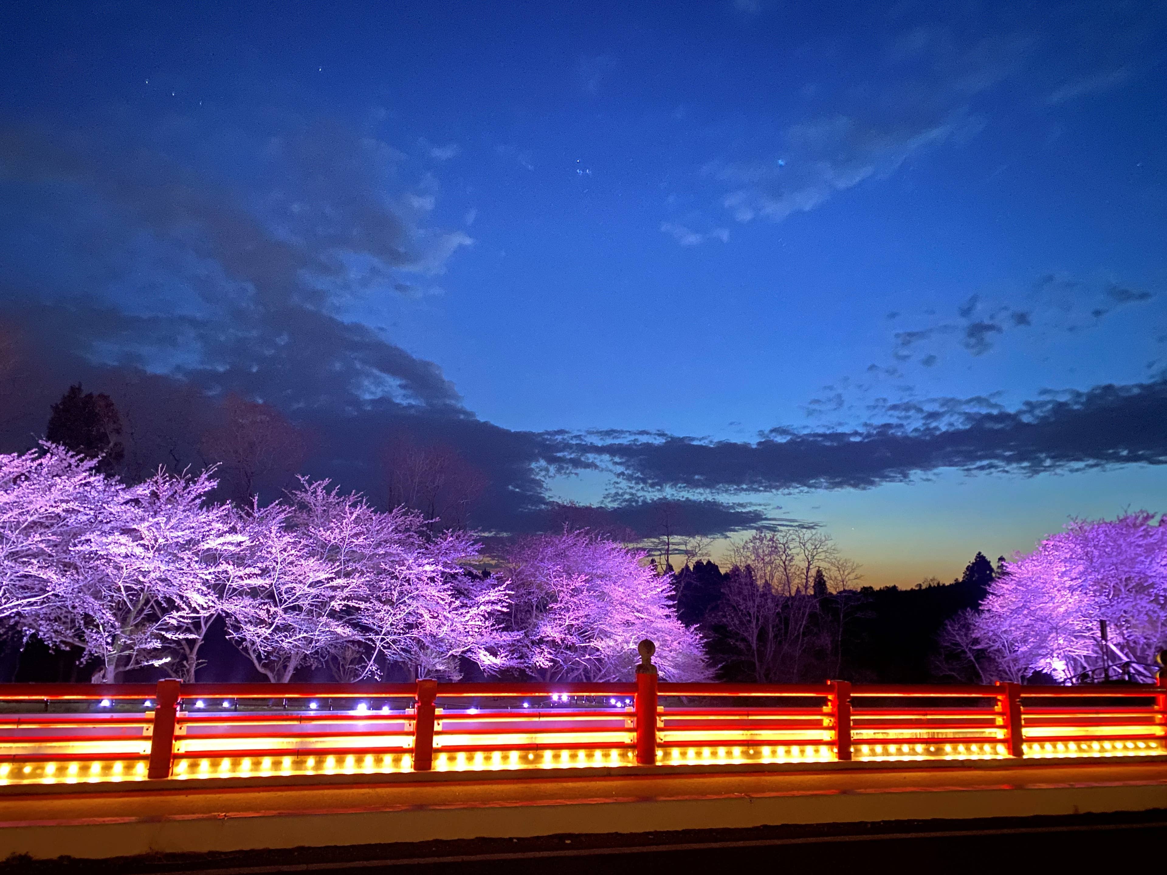 夕暮れ時に赤い橋の奥に咲くライトアップされた桜並木。